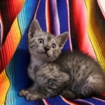 Mau, Smoke, Male, DOB 7-2-18