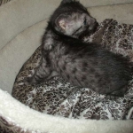 Mau, Smoke, Male, DOB 7-2-18