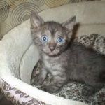 Mau, Smoke, Male, DOB 7-2-18