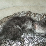 Mau, Smoke, Male, DOB 7-2-18