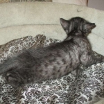 Mau, Smoke, Male, DOB 7-2-18