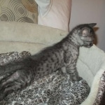 Mau, Smoke, Male, DOB 7-2-18