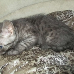 Mau, Smoke, Male, DOB 7-2-18