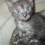 Mau, Smoke, Male, DOB 7-2-18