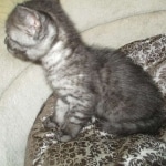 Mau, Smoke, Male, DOB 7-2-18