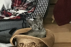 Creed, Mau smoke Male lighter DOB 4-30-18