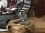 Creed, Mau smoke Male lighter DOB 4-30-18