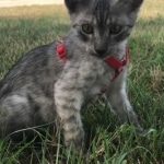 Creed, Mau, smoke, male, DOB 4-30-18