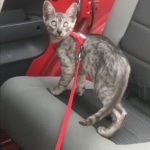 Creed, Mau, smoke, male, DOB 4-30-18