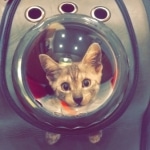 Creed, Mau, smoke, male, DOB 4-30-18