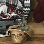 Creed, Mau, smoke, male, DOB 4-30-18