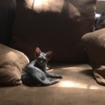 Creed, Mau, smoke, male, DOB 4-30-18