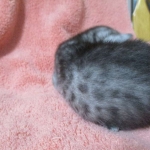 Mau, smoke, male, DOB 4-30-18