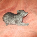 Mau, smoke, male, DOB 4-30-18