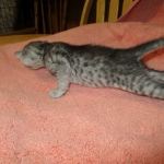 Mau, smoke, male, DOB 4-30-18