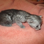 Mau, smoke, male, DOB 4-30-18