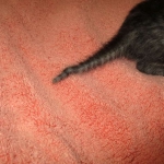 Mau, smoke, male, DOB 4-30-18