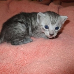 Mau, smoke, male, DOB 4-30-18