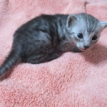 Mau, smoke, male, DOB 4-30-18