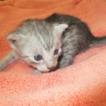 Mau, smoke, male, DOB 4-30-18