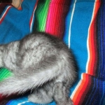 Mau, smoke, male, DOB 4-30-18