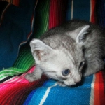 Mau, smoke, male, DOB 4-30-18