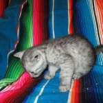 Mau, smoke, male, DOB 4-30-18