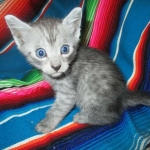 Mau, smoke, male, DOB 4-30-18