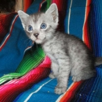 Mau, smoke, male, DOB 4-30-18