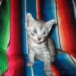 Mau, smoke, male, DOB 4-30-18