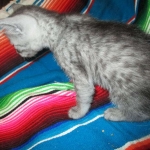 Mau, smoke, male, DOB 4-30-18