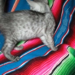 Mau, smoke, male, DOB 4-30-18