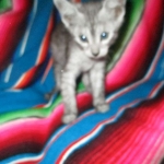 Mau, smoke, male, DOB 4-30-18