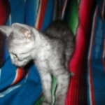 Mau, smoke, male, DOB 4-30-18