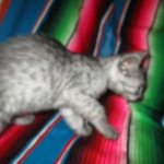 Mau, smoke, male, DOB 4-30-18