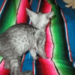 Mau, smoke, male, DOB 4-30-18