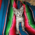 Mau, smoke, male, DOB 4-30-18