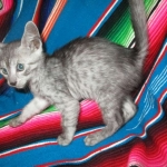 Mau, smoke, male, DOB 4-30-18