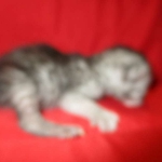 Mau, smoke, male, DOB 4-30-18