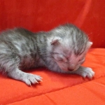 Mau, smoke, male, DOB 4-30-18