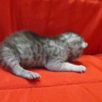 Mau, smoke, male, DOB 4-30-18