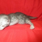 Mau, smoke, male, DOB 4-30-18