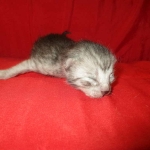 Mau, smoke, male, DOB 4-30-18