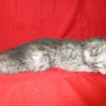 Mau, smoke, male, DOB 4-30-18