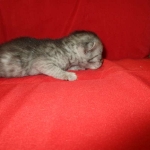 Mau, smoke, male, DOB 4-30-18