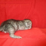 Mau, smoke, male, DOB 4-30-18