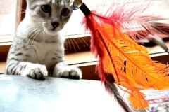 Kiwi Mau silver Male DOB 4-4-25