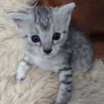 Silver-Male-Mau-kitten-b