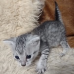 Silver-Male-Mau-kitten-c