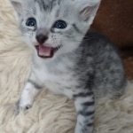 Silver-Male-Mau-kitten-d
